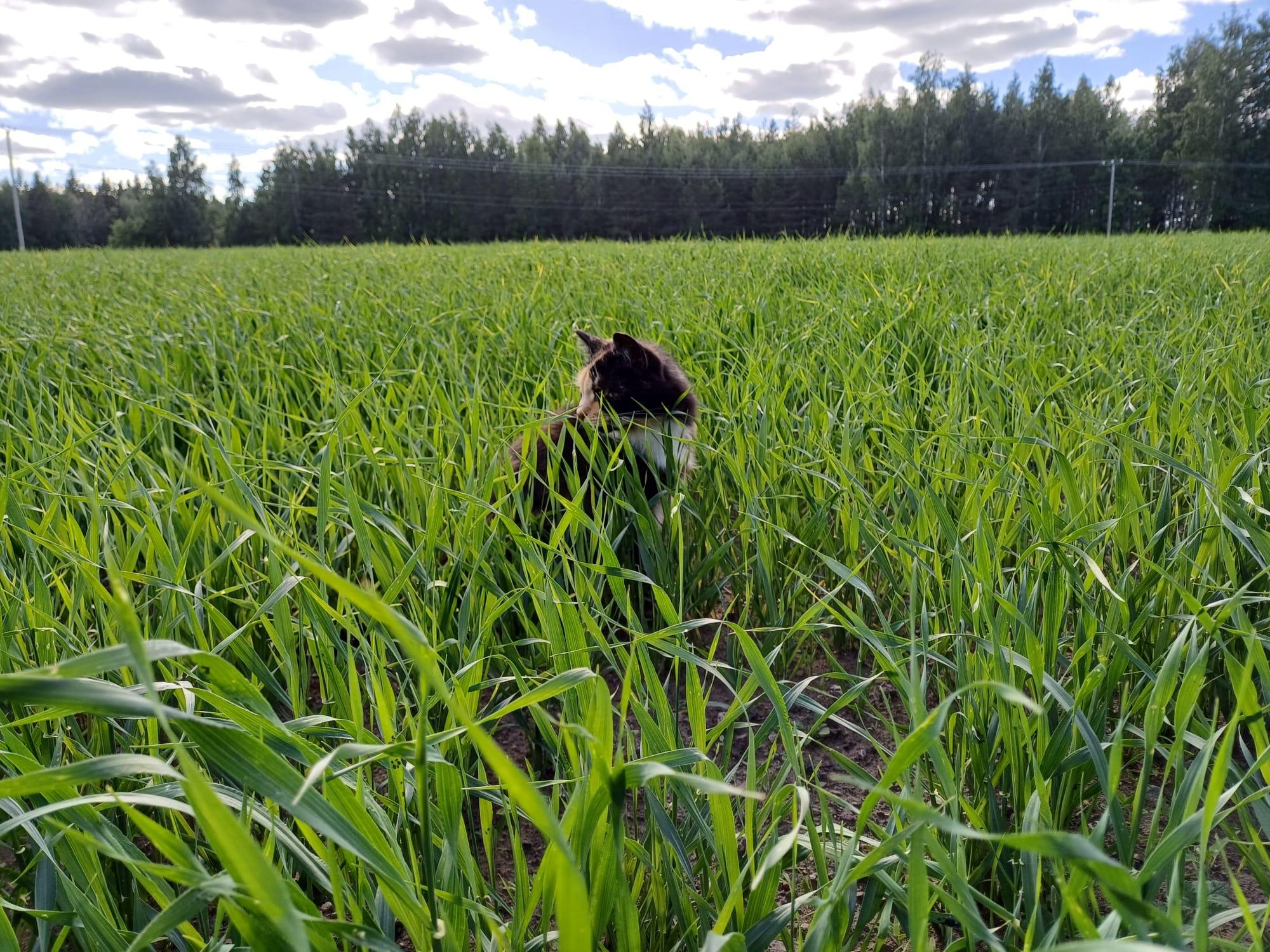Puheenjohtaja Susanna Suonion Tirri-kissa poseeraa kaurapellossa